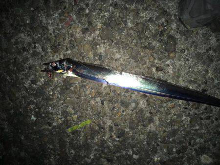 太刀魚釣行　渋い。